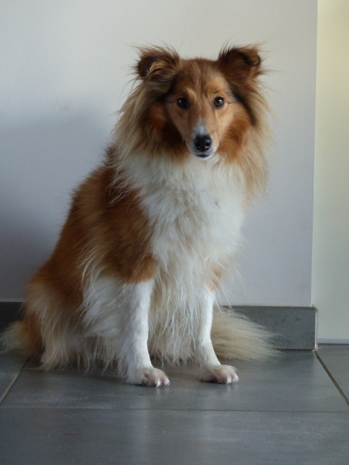 Les Shetland Sheepdog de l'affixe du Banc des Hermelles