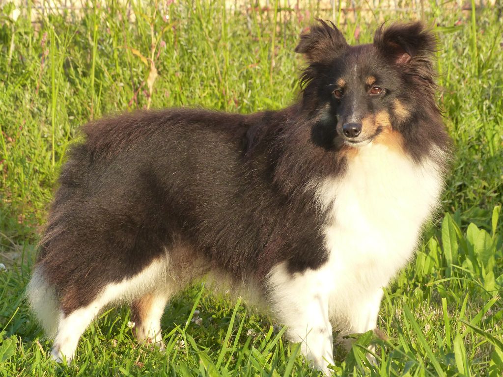 Les Shetland Sheepdog de l'affixe du Banc des Hermelles