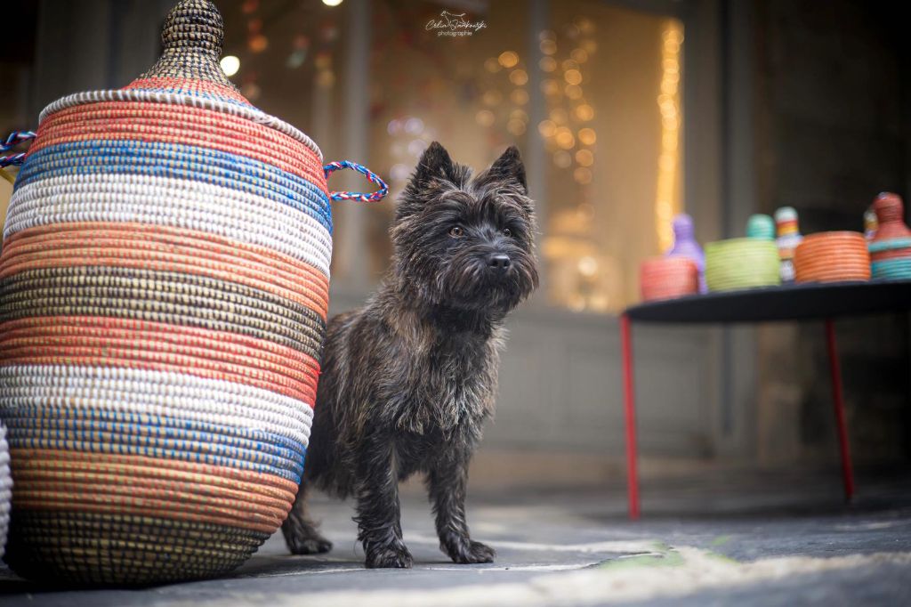 Les Cairn Terrier de l'affixe du Banc des Hermelles