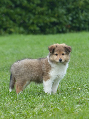 du Banc des Hermelles - Shetland Sheepdog - Portée née le 11/09/2024