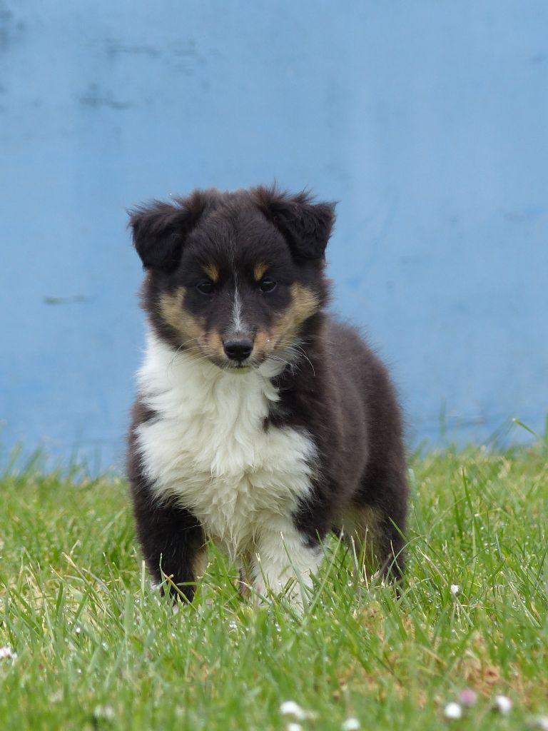 du Banc des Hermelles - Chiot disponible  - Shetland Sheepdog