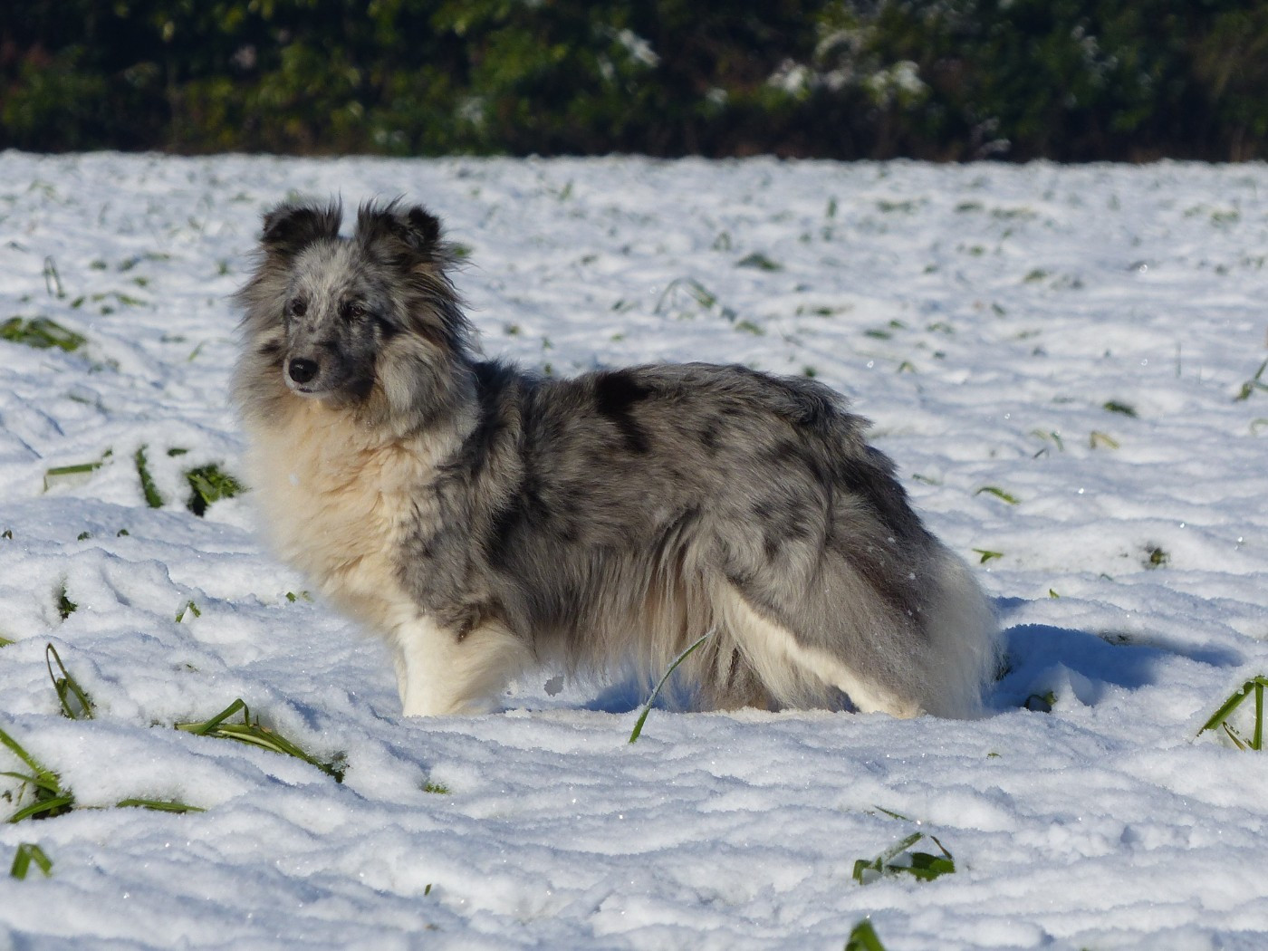 Rafale De La Stella Del Pyrame