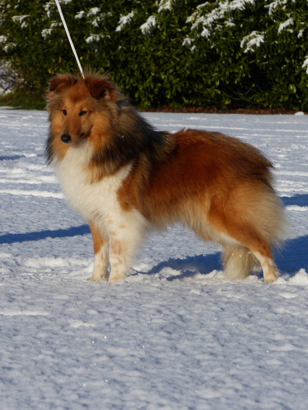 Vendée du Banc des Hermelles