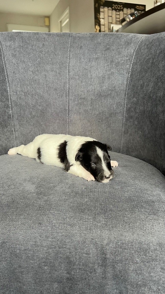 du Banc des Hermelles - Chiots disponibles - Shetland Sheepdog