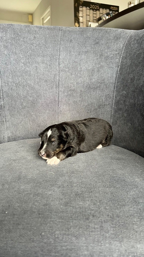 du Banc des Hermelles - Chiots disponibles - Shetland Sheepdog