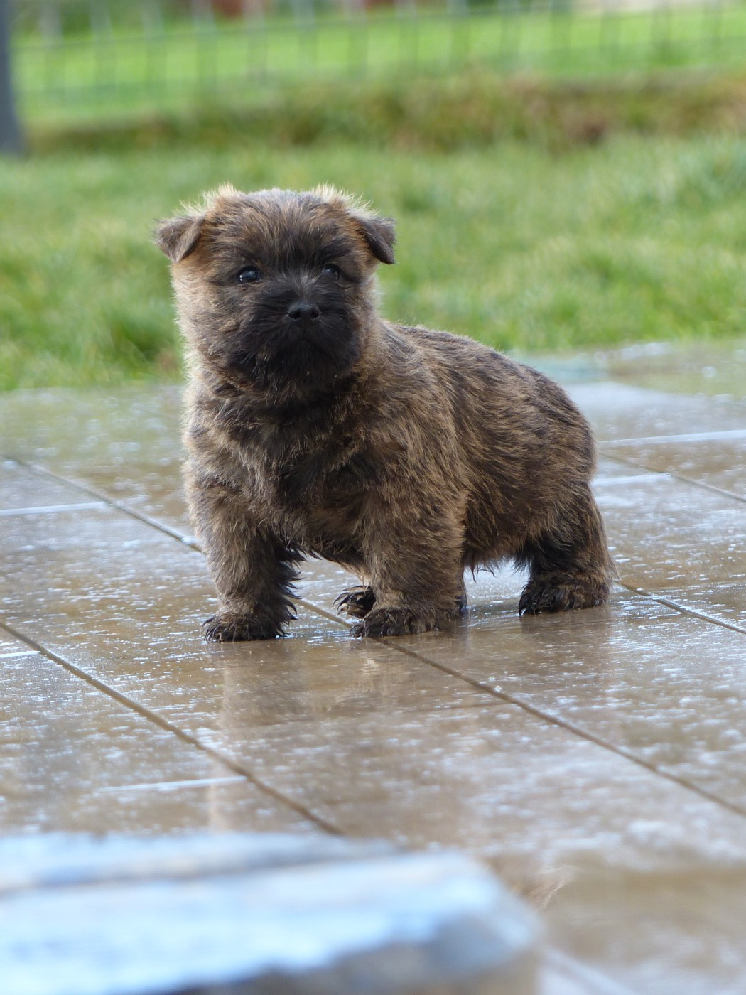 du Banc des Hermelles - Chiots disponibles - Cairn Terrier