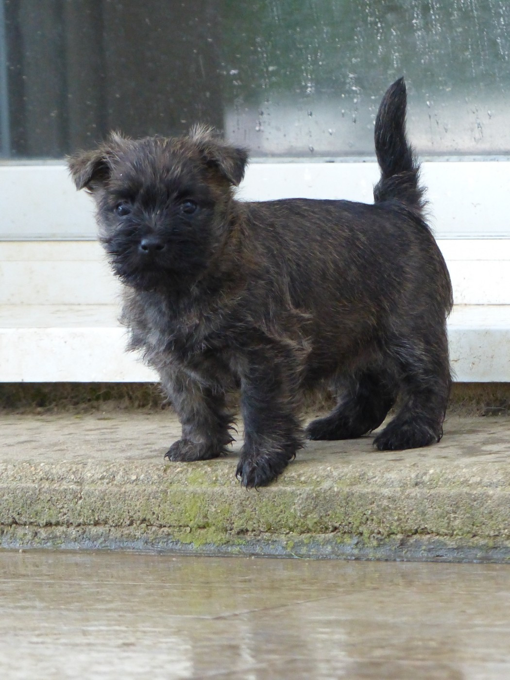 du Banc des Hermelles - Chiots disponibles - Cairn Terrier