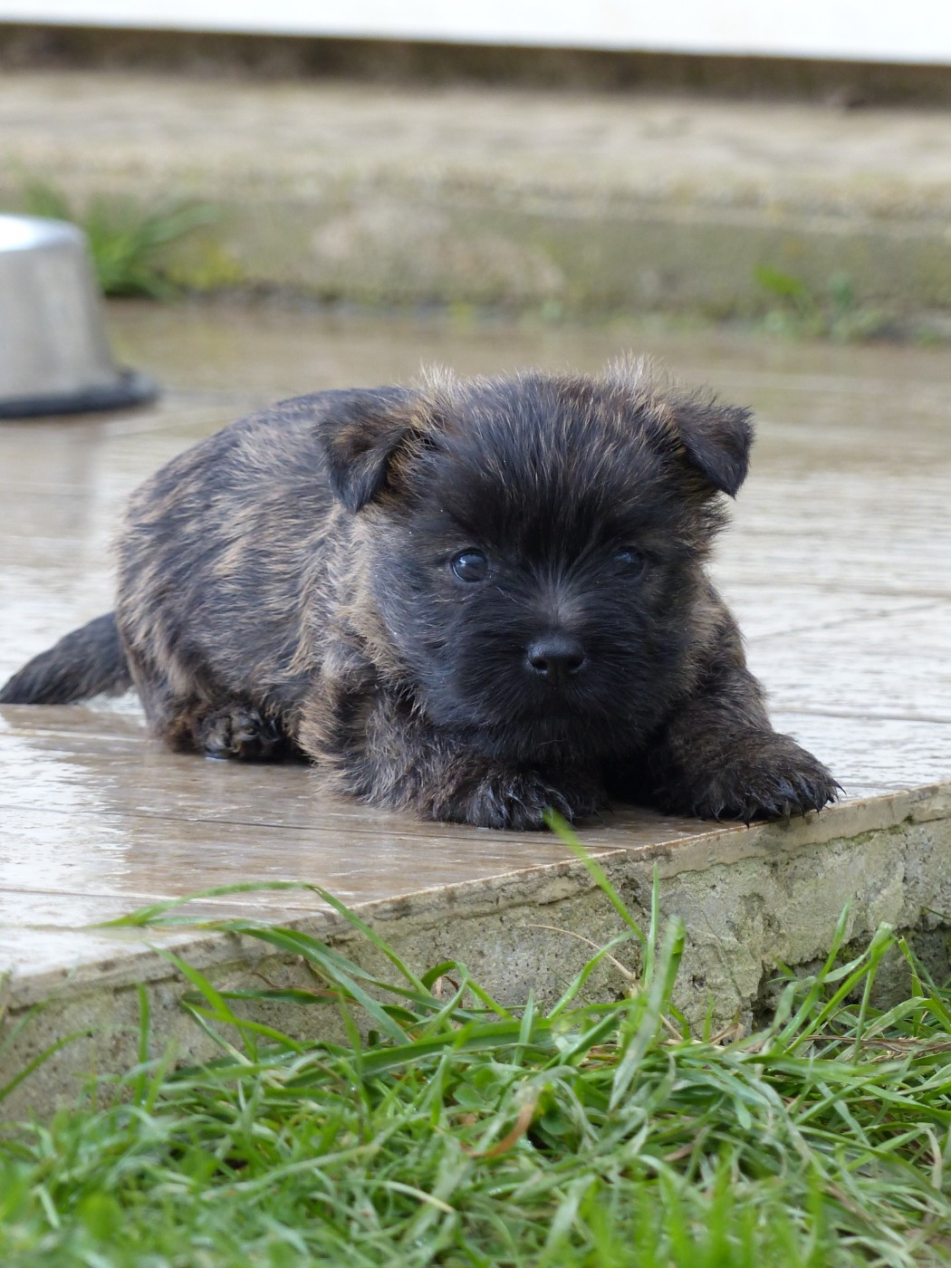 du Banc des Hermelles - Chiots disponibles - Cairn Terrier