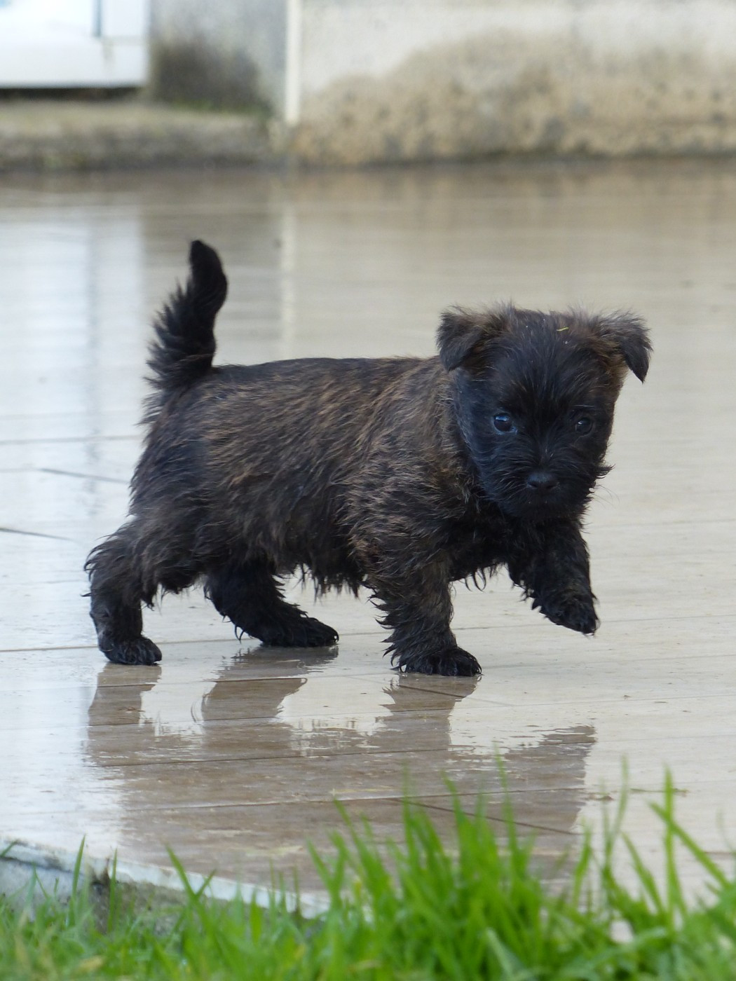 du Banc des Hermelles - Chiots disponibles - Cairn Terrier
