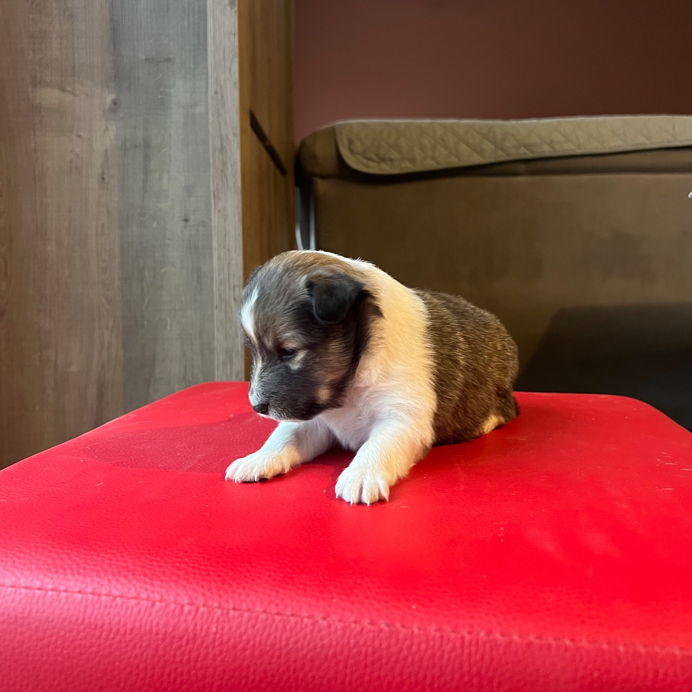 du Banc des Hermelles - Chiots disponibles - Shetland Sheepdog