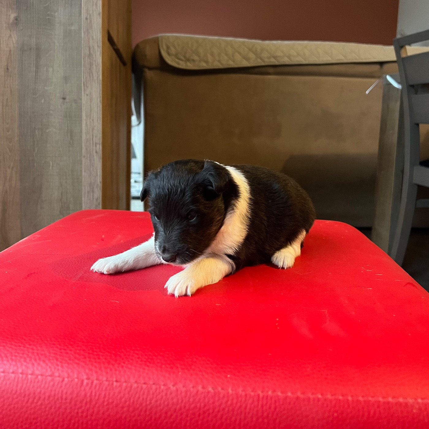 du Banc des Hermelles - Chiots disponibles - Shetland Sheepdog