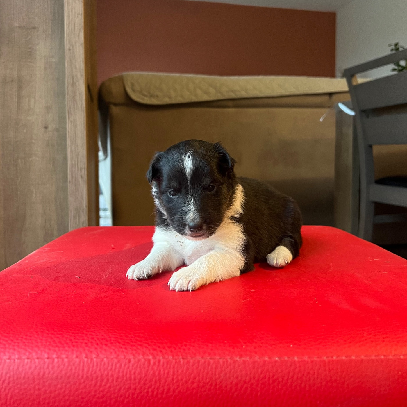 du Banc des Hermelles - Chiots disponibles - Shetland Sheepdog