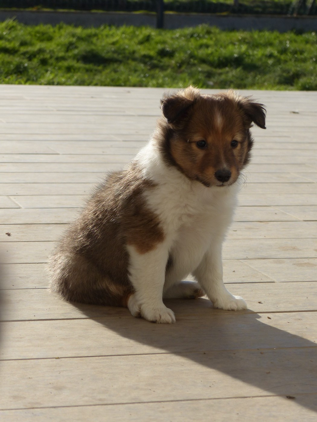 du Banc des Hermelles - Chiots disponibles - Shetland Sheepdog