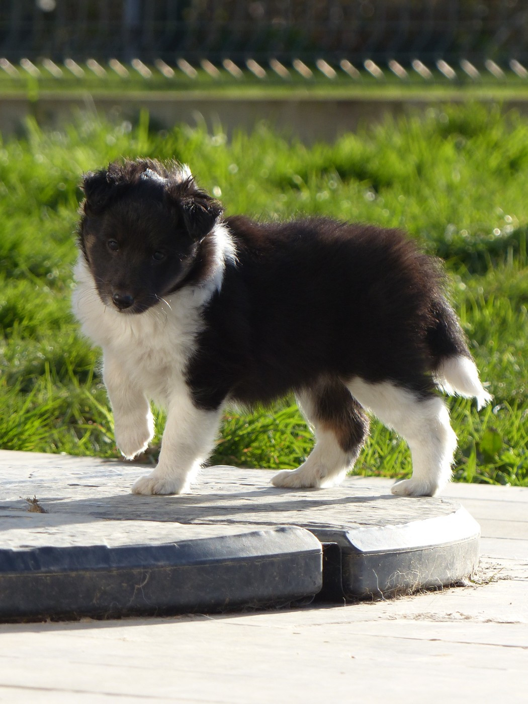 du Banc des Hermelles - Chiots disponibles - Shetland Sheepdog