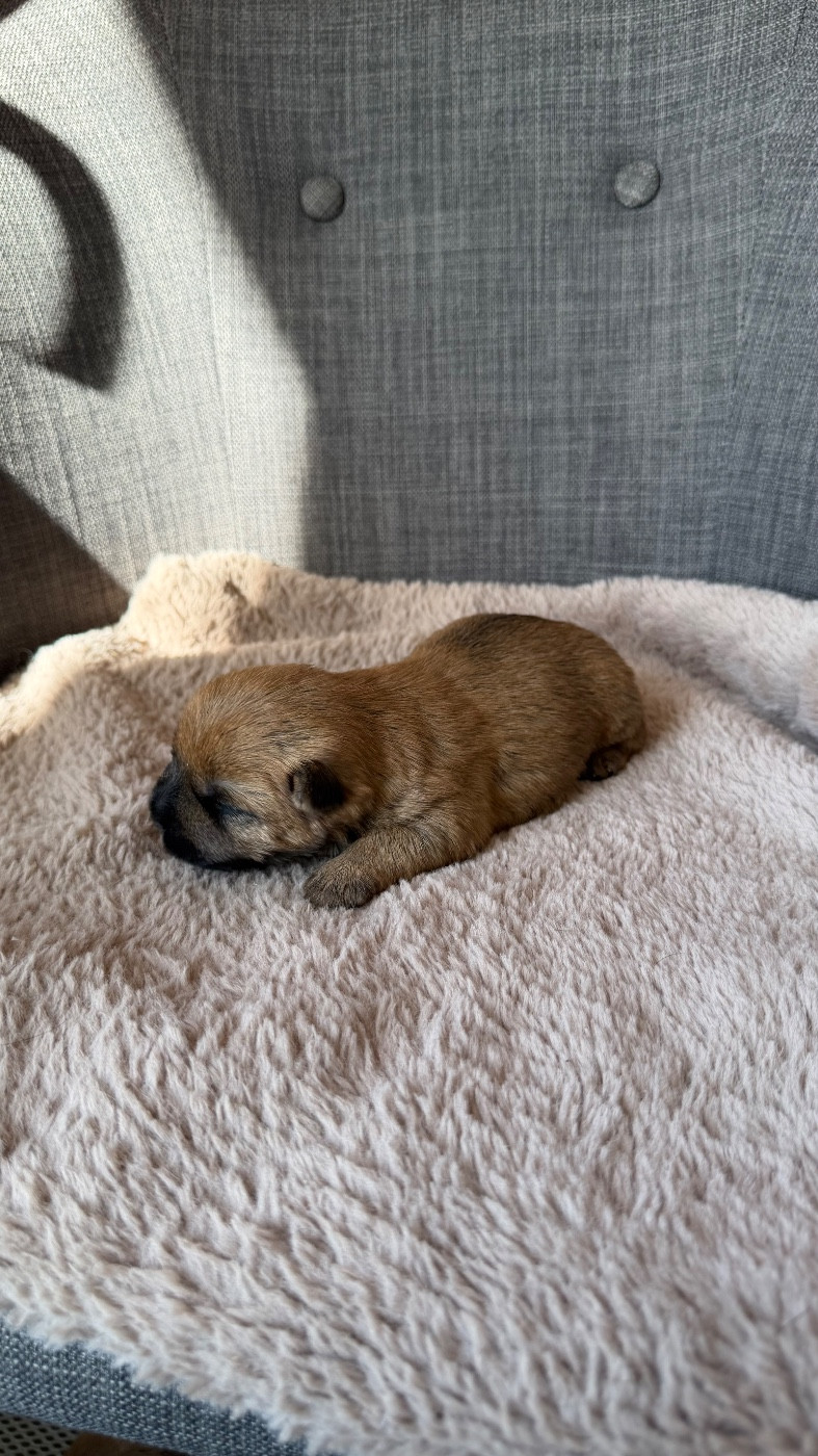 du Banc des Hermelles - Chiots disponibles - Cairn Terrier