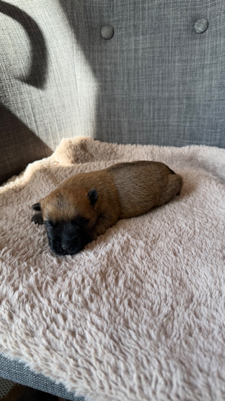 du Banc des Hermelles - Chiots disponibles - Cairn Terrier