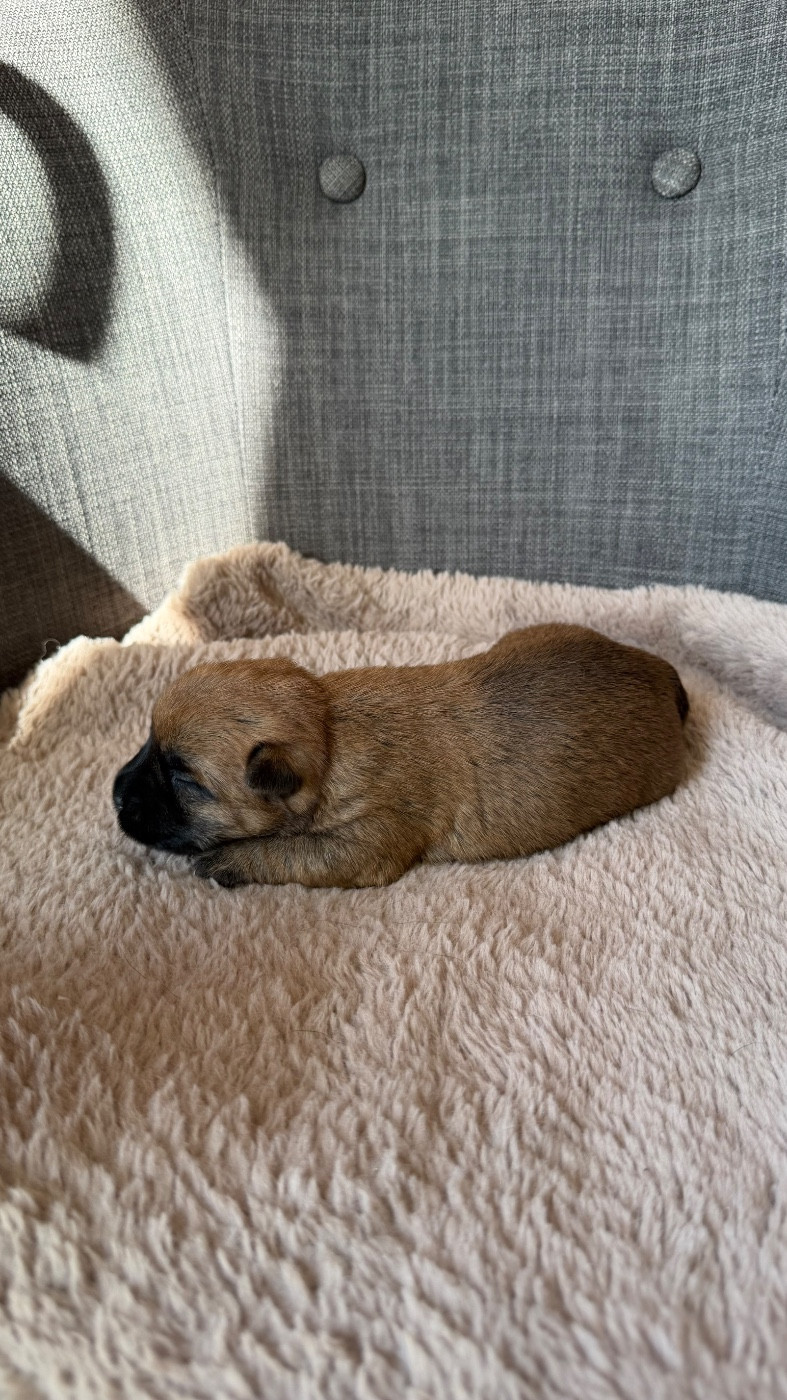 du Banc des Hermelles - Chiots disponibles - Cairn Terrier