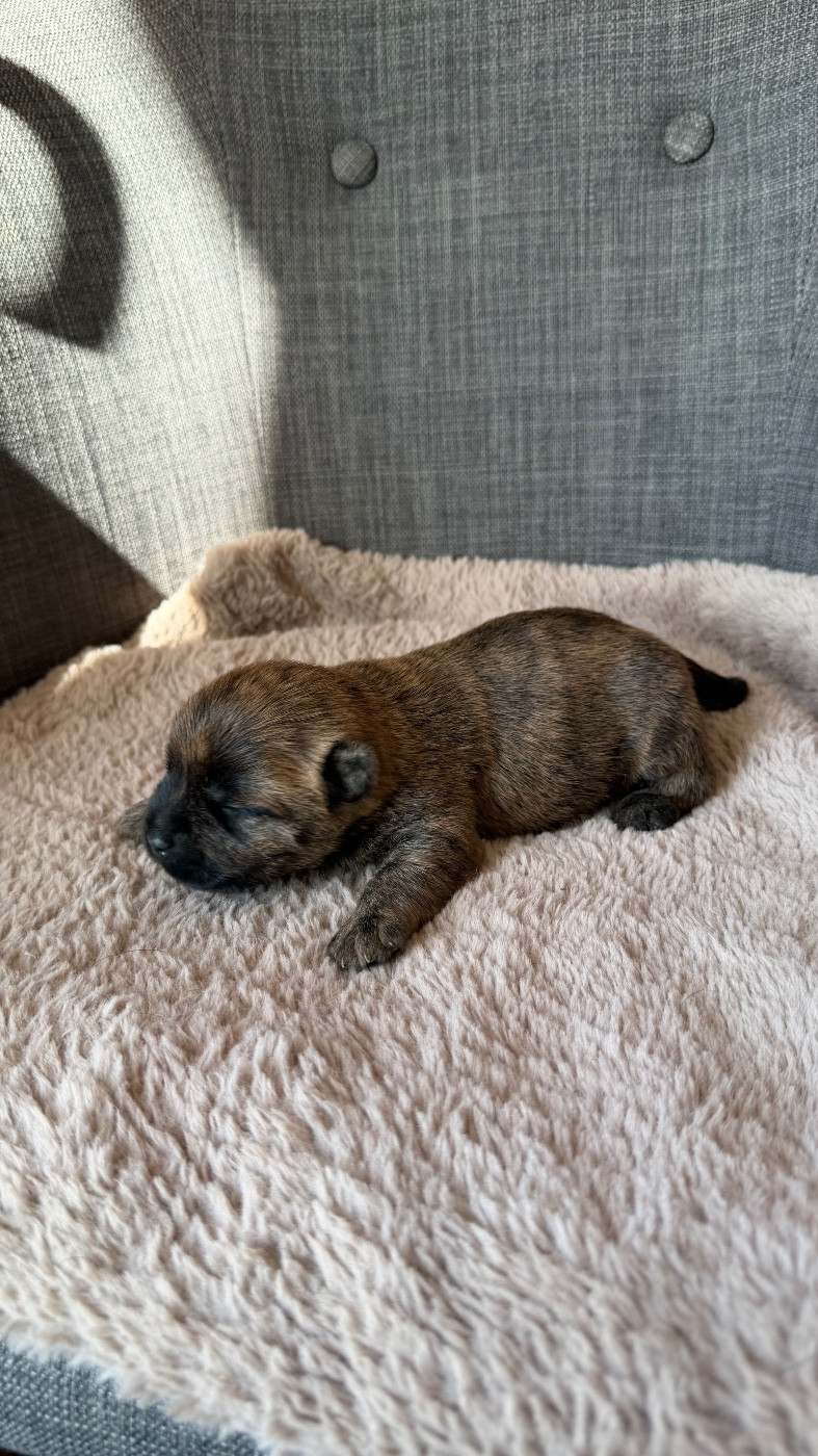 du Banc des Hermelles - Chiots disponibles - Cairn Terrier
