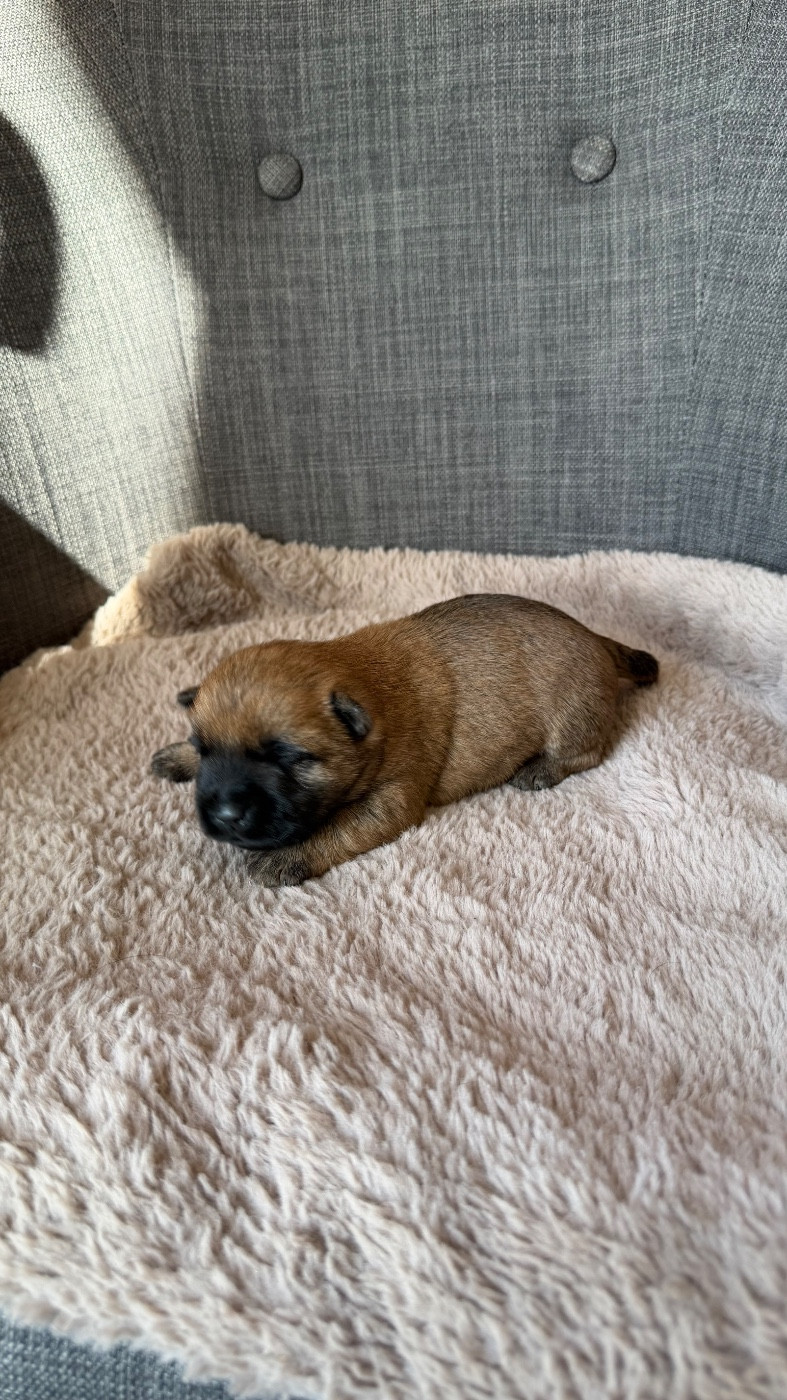 du Banc des Hermelles - Chiots disponibles - Cairn Terrier
