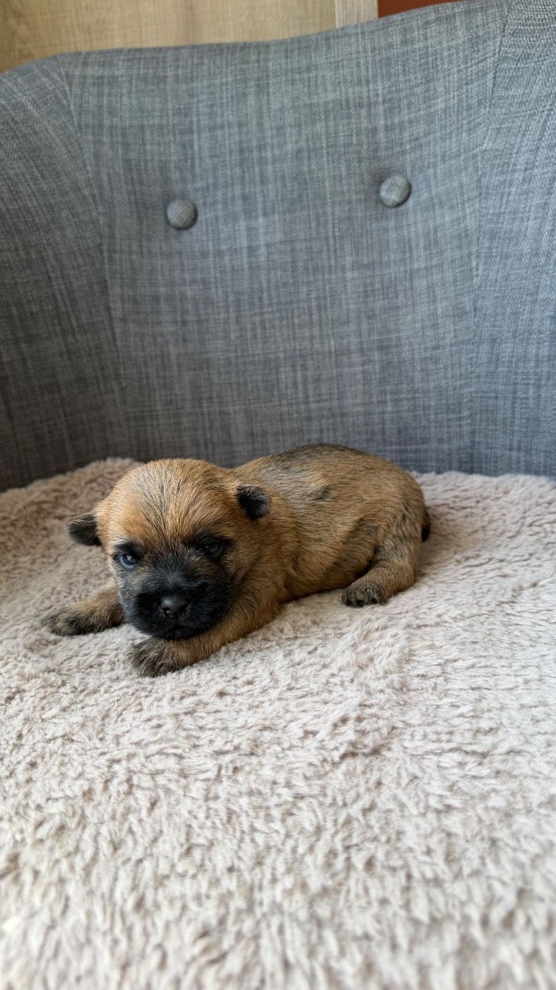 du Banc des Hermelles - Chiots disponibles - Cairn Terrier