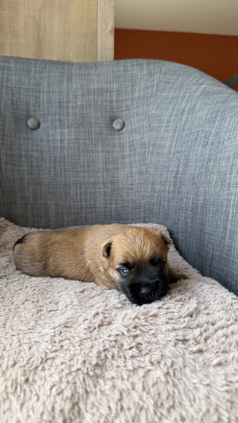 du Banc des Hermelles - Chiots disponibles - Cairn Terrier