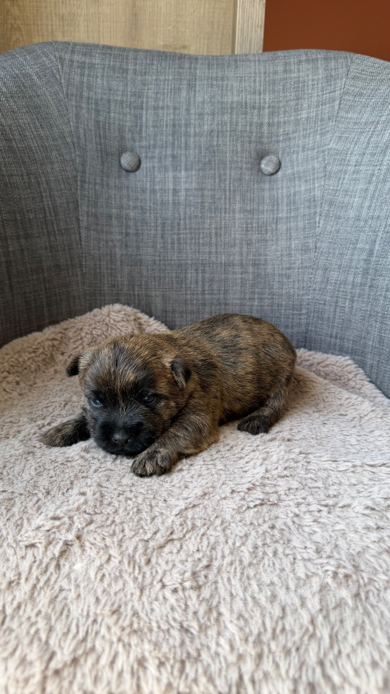 du Banc des Hermelles - Chiots disponibles - Cairn Terrier