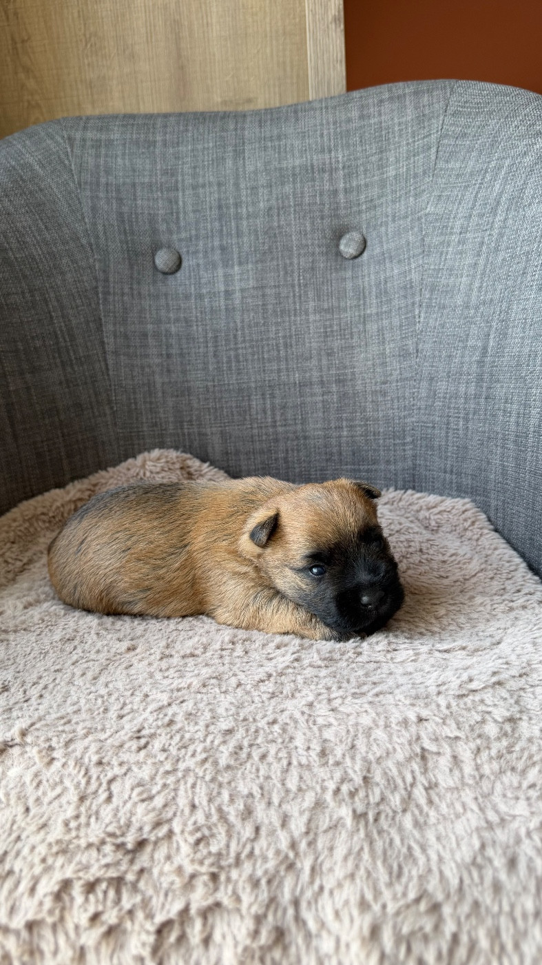 du Banc des Hermelles - Chiots disponibles - Cairn Terrier