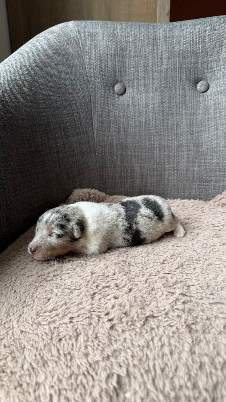 du Banc des Hermelles - Chiots disponibles - Shetland Sheepdog