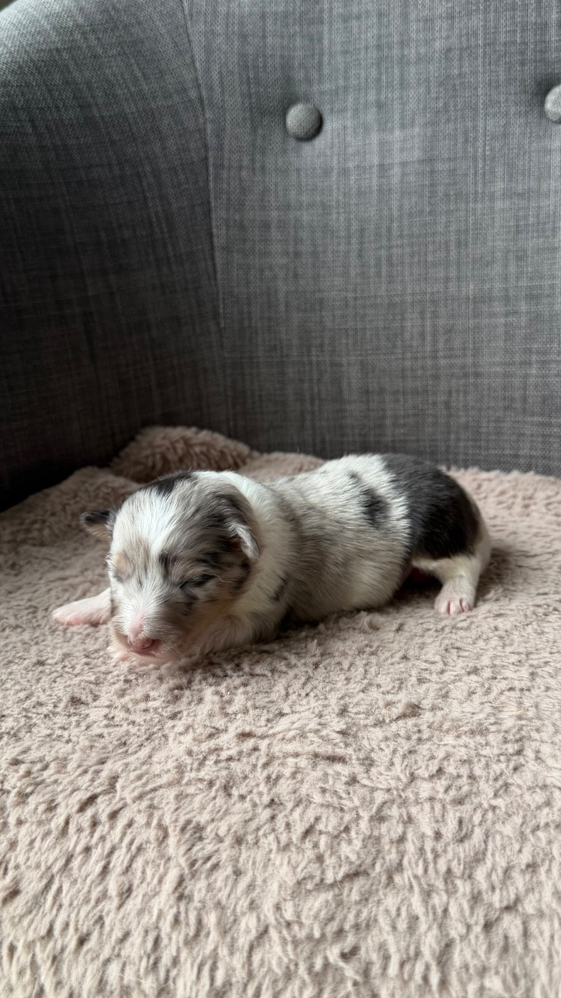 du Banc des Hermelles - Chiots disponibles - Shetland Sheepdog