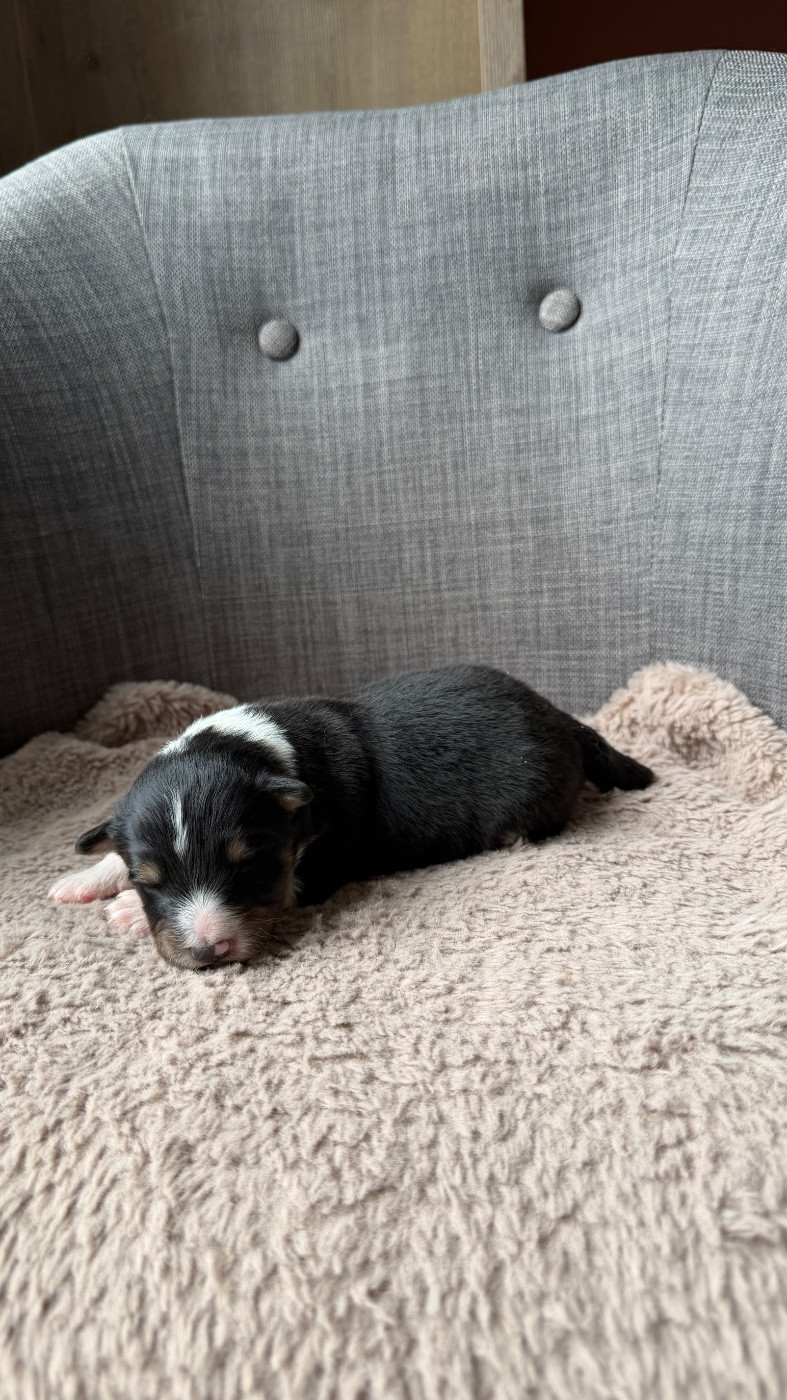 du Banc des Hermelles - Chiots disponibles - Shetland Sheepdog