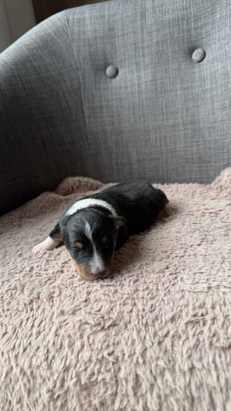 du Banc des Hermelles - Chiots disponibles - Shetland Sheepdog