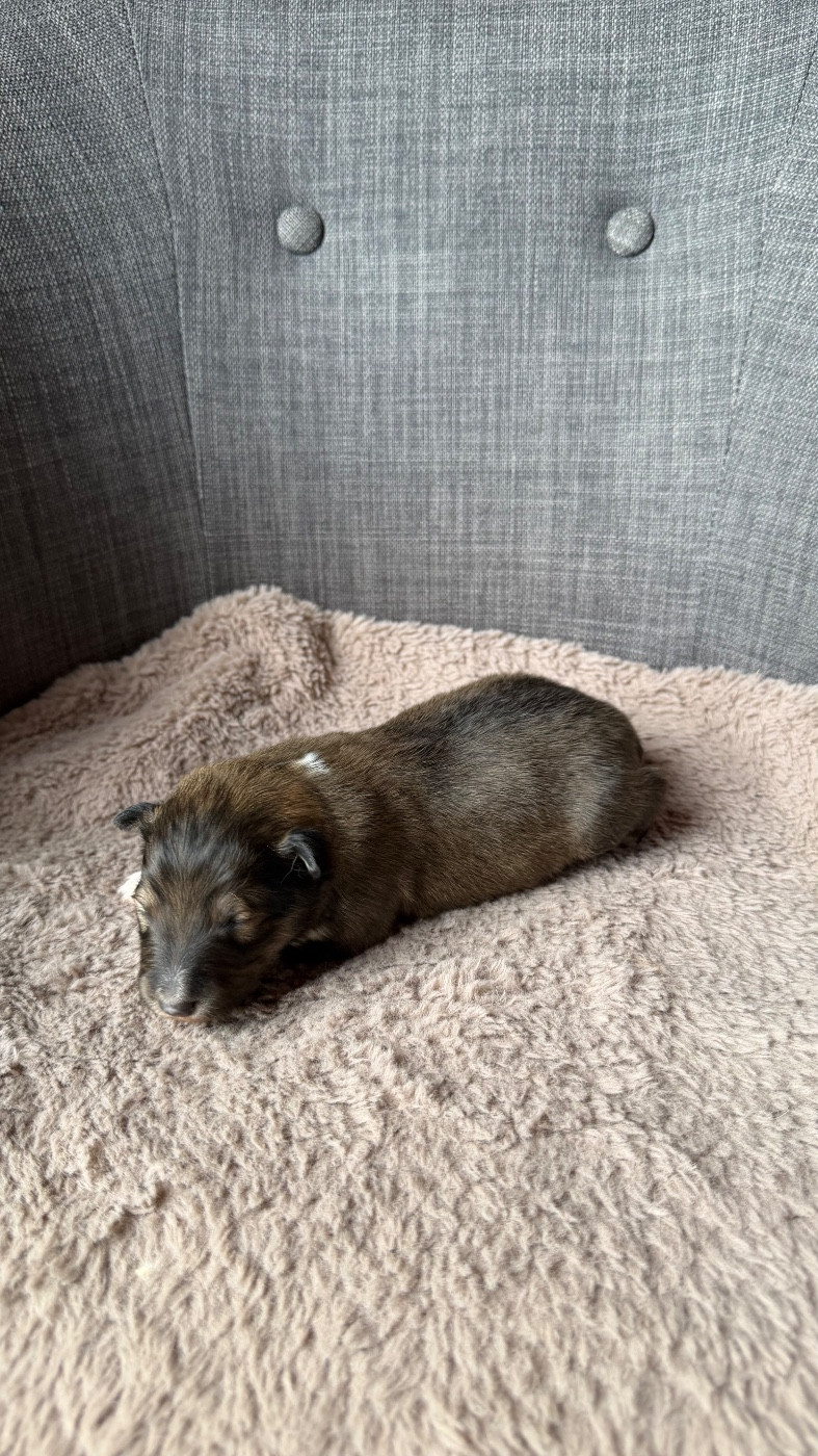 du Banc des Hermelles - Chiots disponibles - Shetland Sheepdog