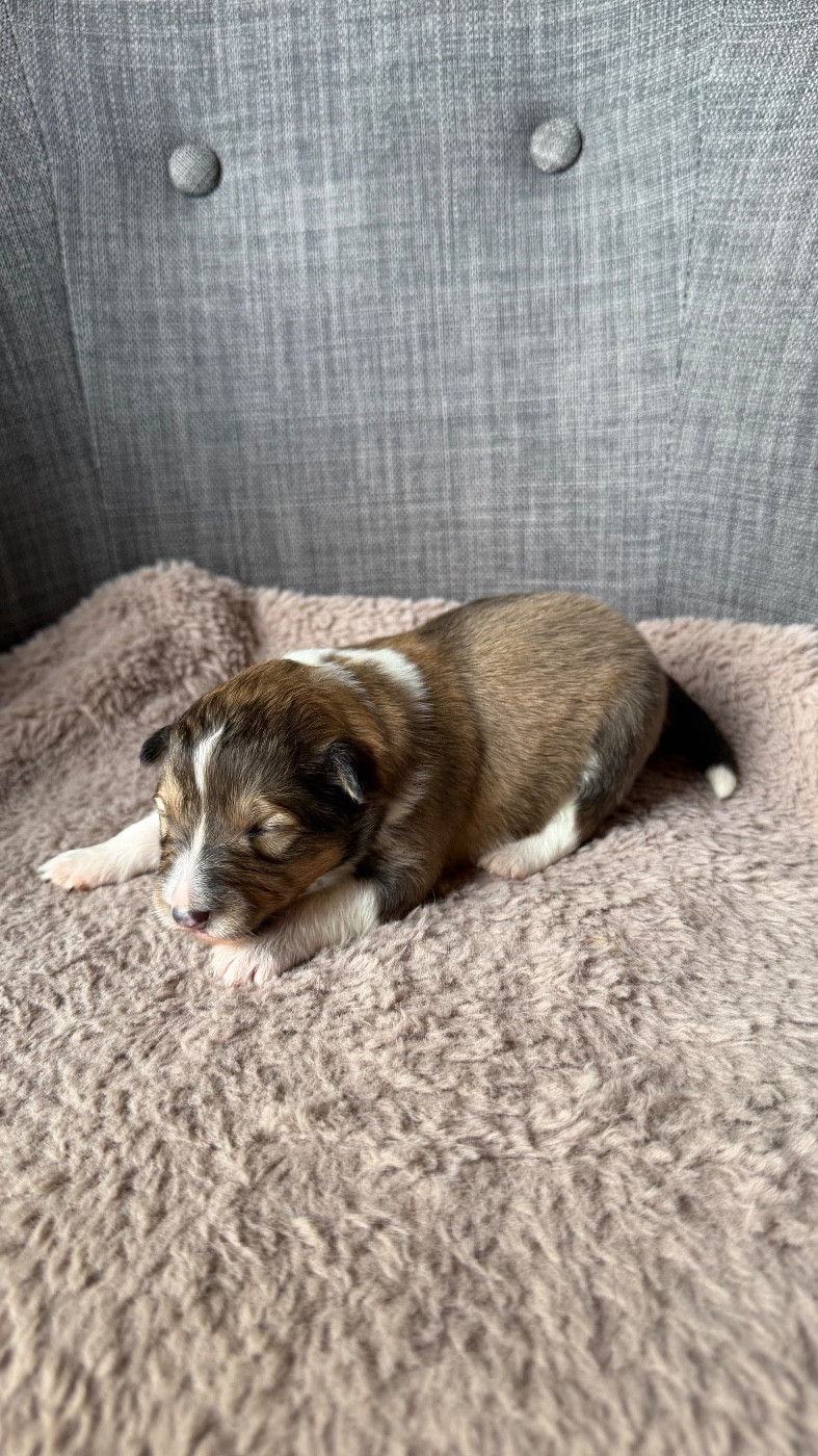 du Banc des Hermelles - Chiots disponibles - Shetland Sheepdog