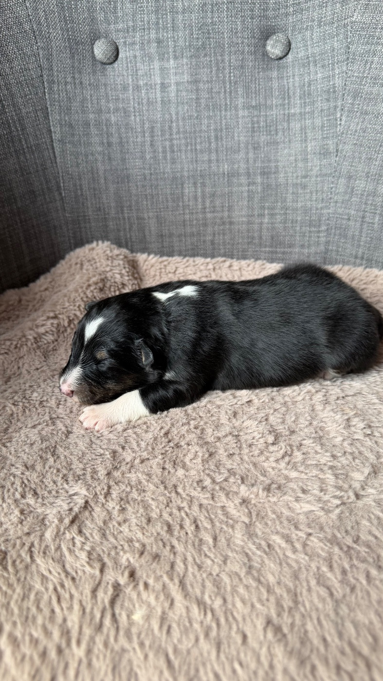 du Banc des Hermelles - Chiots disponibles - Shetland Sheepdog