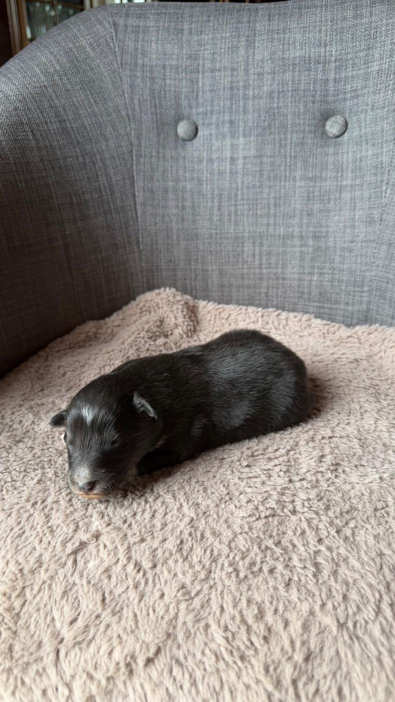 du Banc des Hermelles - Chiots disponibles - Shetland Sheepdog