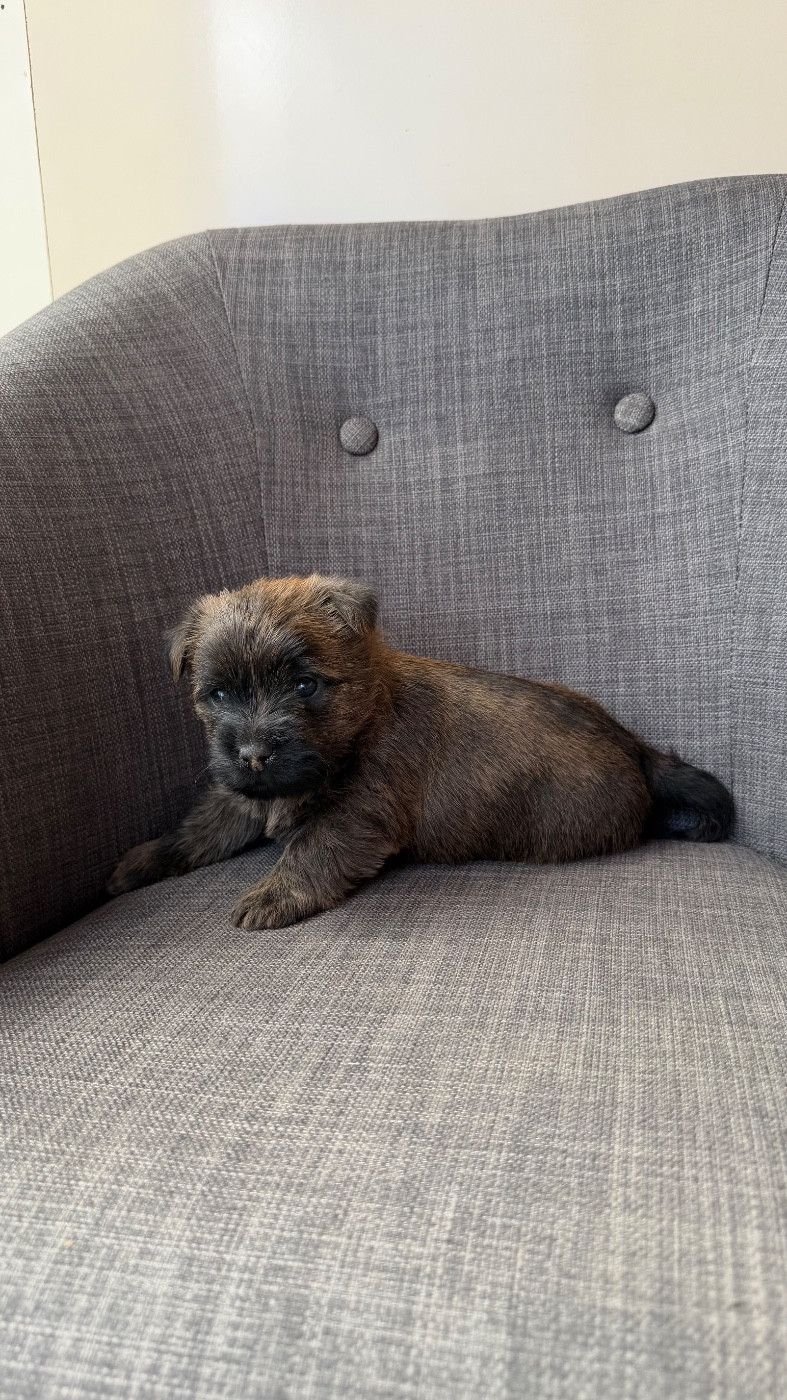 du Banc des Hermelles - Chiots disponibles - Cairn Terrier