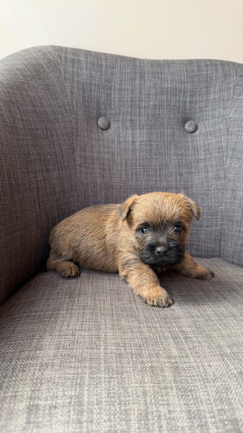 du Banc des Hermelles - Chiots disponibles - Cairn Terrier
