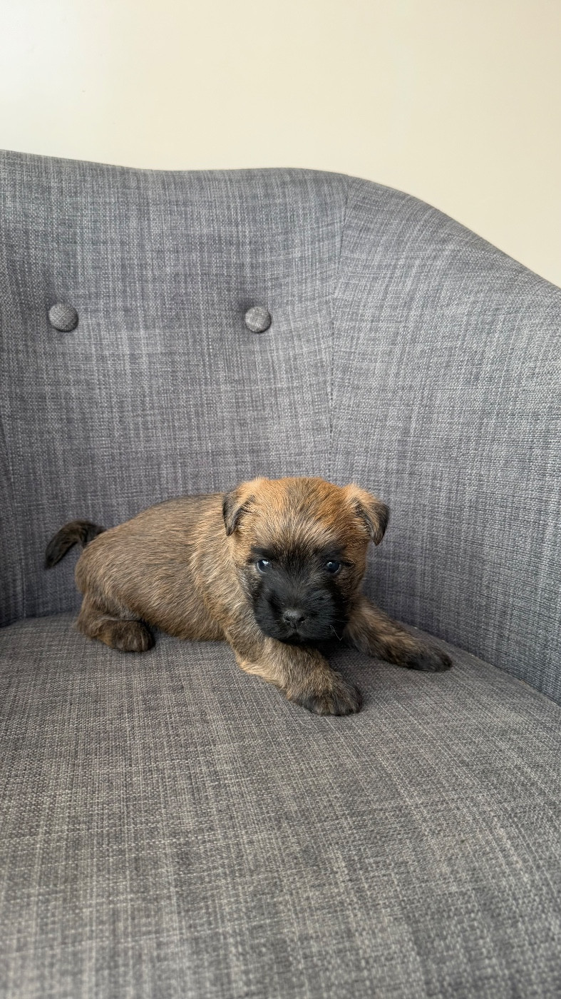du Banc des Hermelles - Chiots disponibles - Cairn Terrier