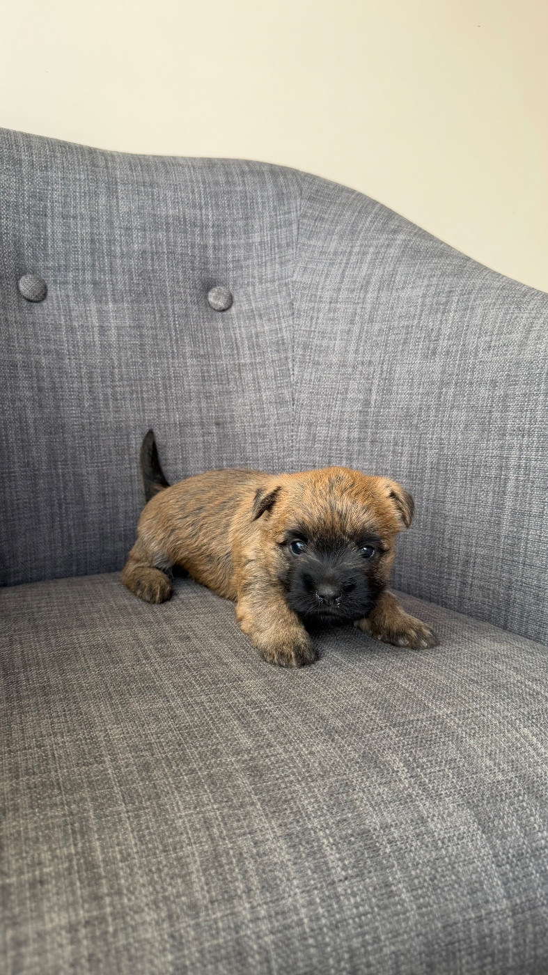 du Banc des Hermelles - Chiots disponibles - Cairn Terrier