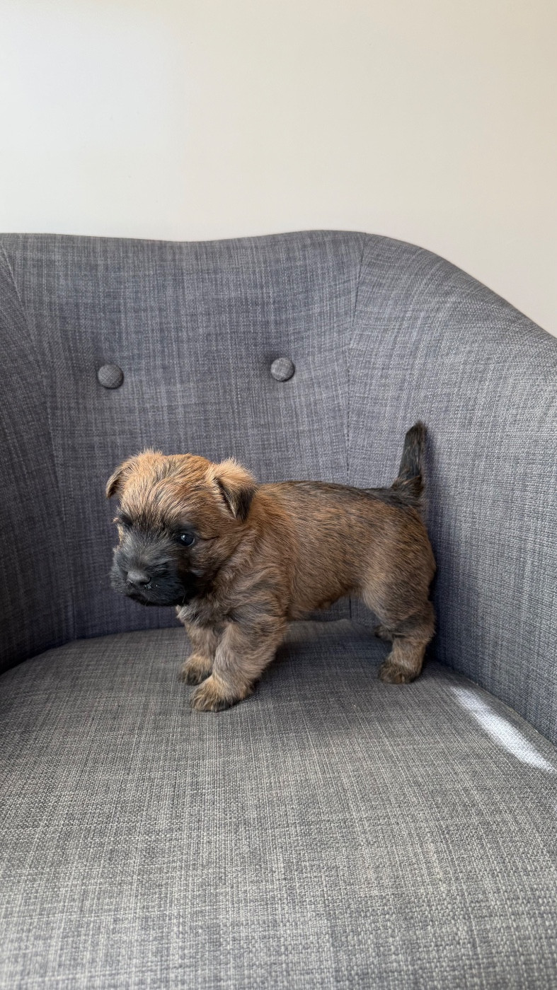 du Banc des Hermelles - Chiots disponibles - Cairn Terrier