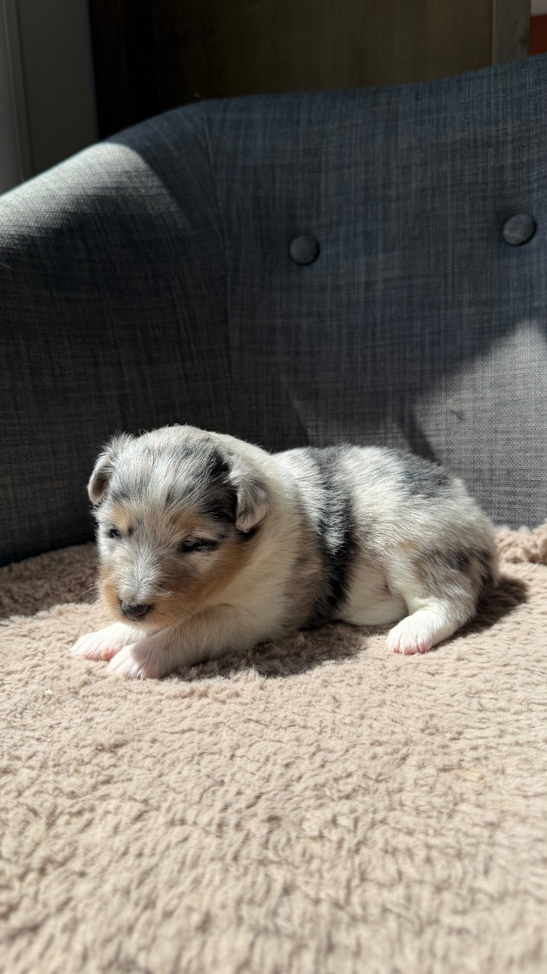 du Banc des Hermelles - Chiots disponibles - Shetland Sheepdog