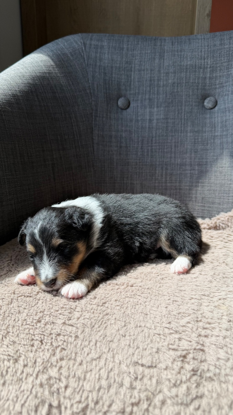 du Banc des Hermelles - Chiots disponibles - Shetland Sheepdog