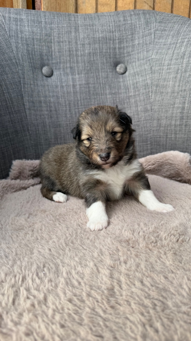 du Banc des Hermelles - Chiots disponibles - Shetland Sheepdog