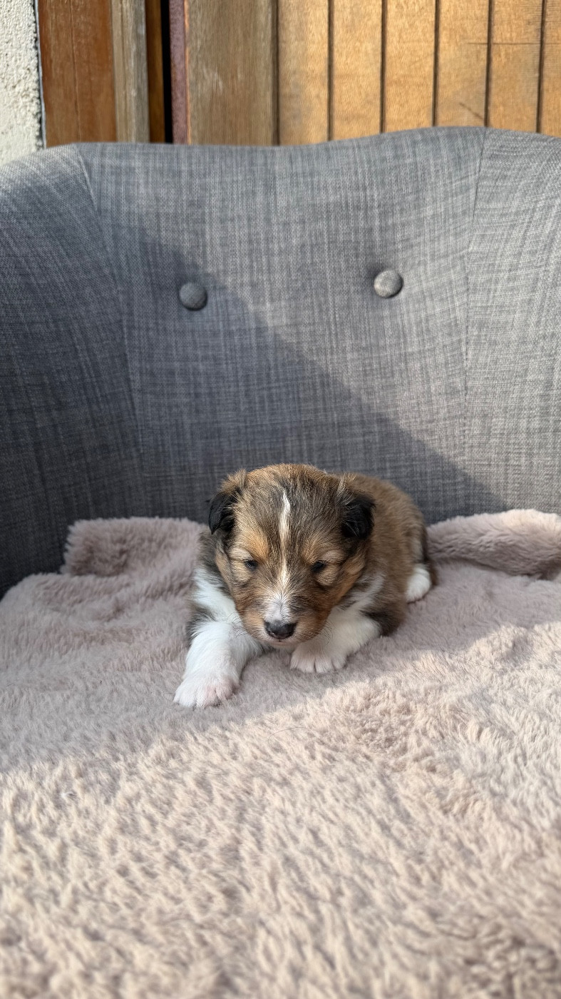 du Banc des Hermelles - Chiots disponibles - Shetland Sheepdog