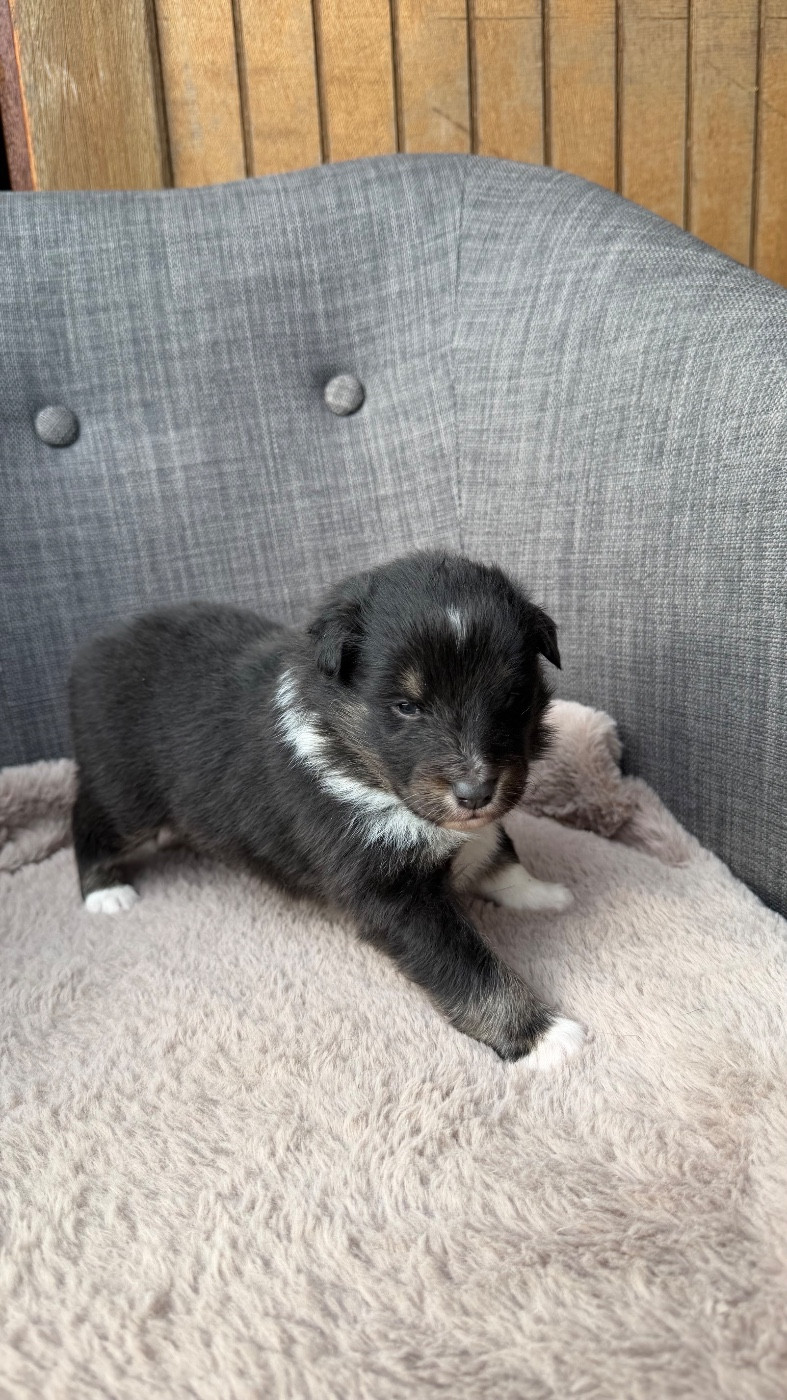 du Banc des Hermelles - Chiots disponibles - Shetland Sheepdog