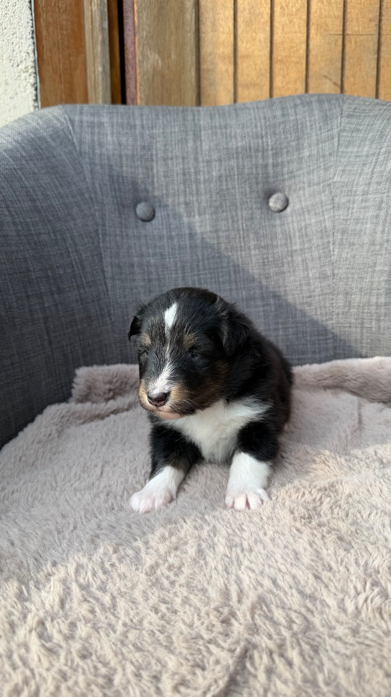 du Banc des Hermelles - Chiots disponibles - Shetland Sheepdog