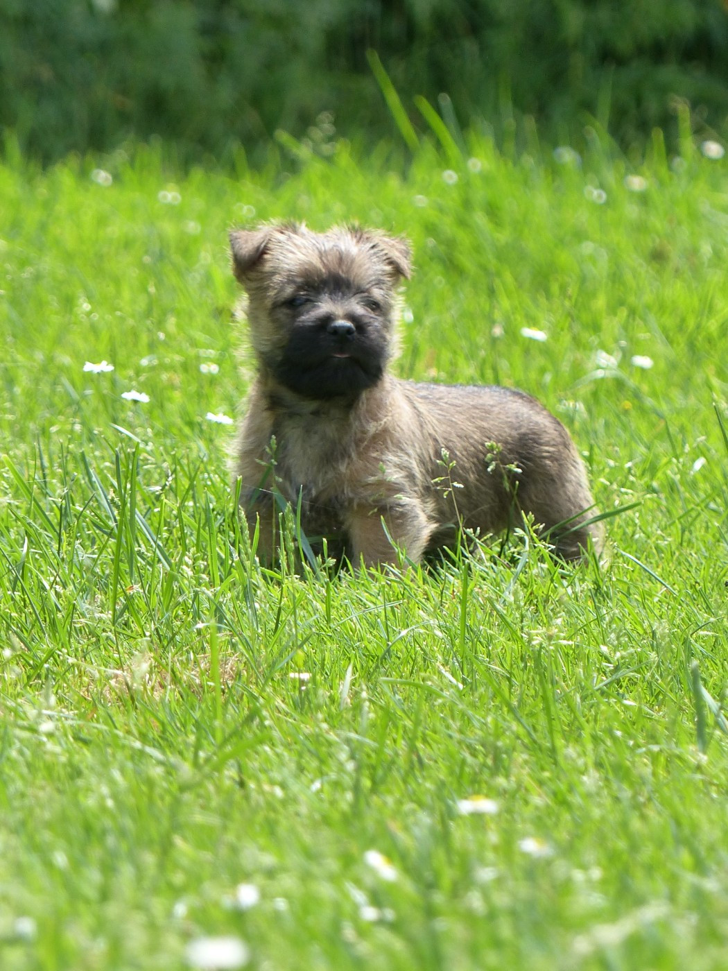 du Banc des Hermelles - Chiots disponibles - Cairn Terrier