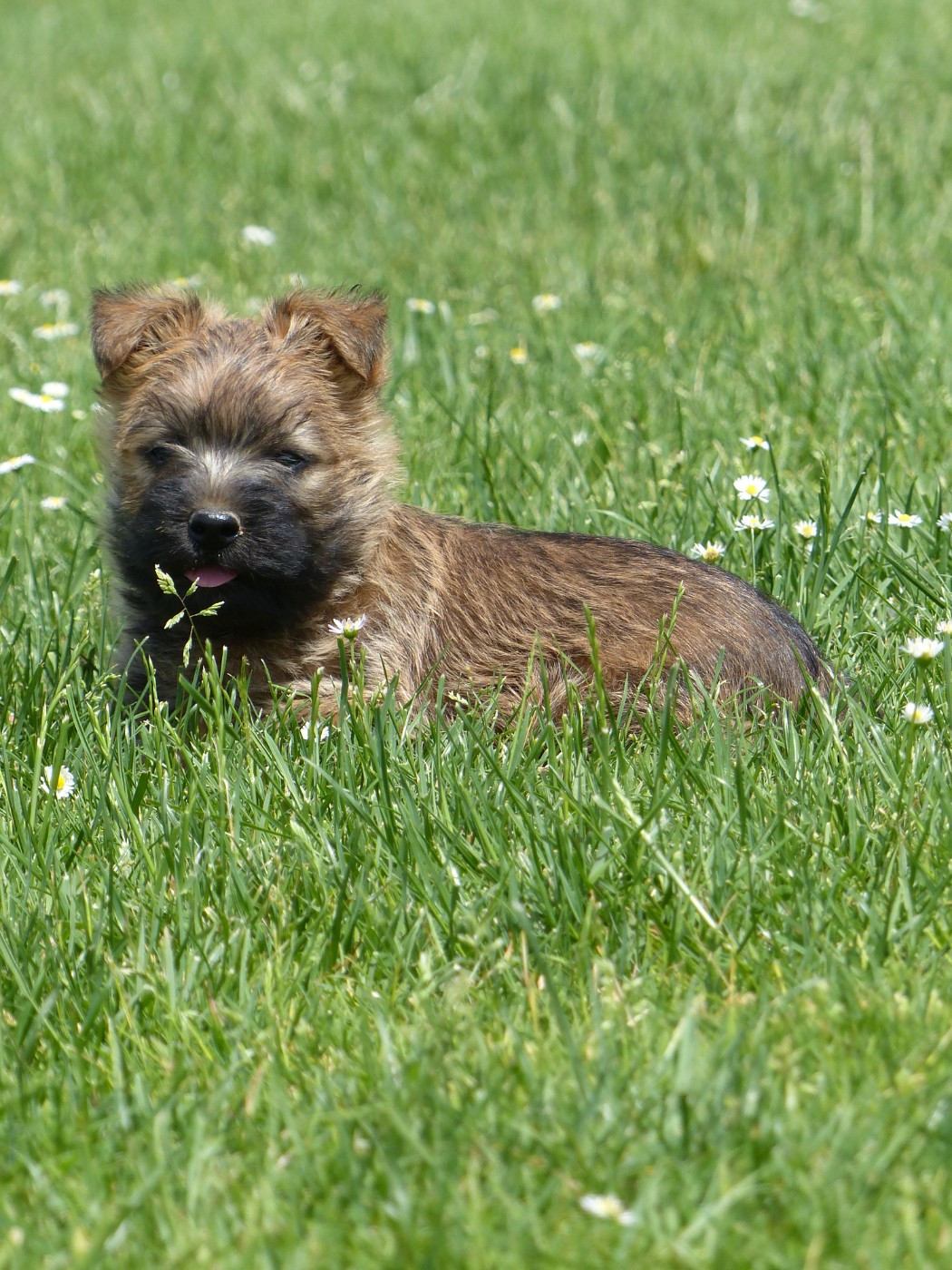 du Banc des Hermelles - Chiots disponibles - Cairn Terrier