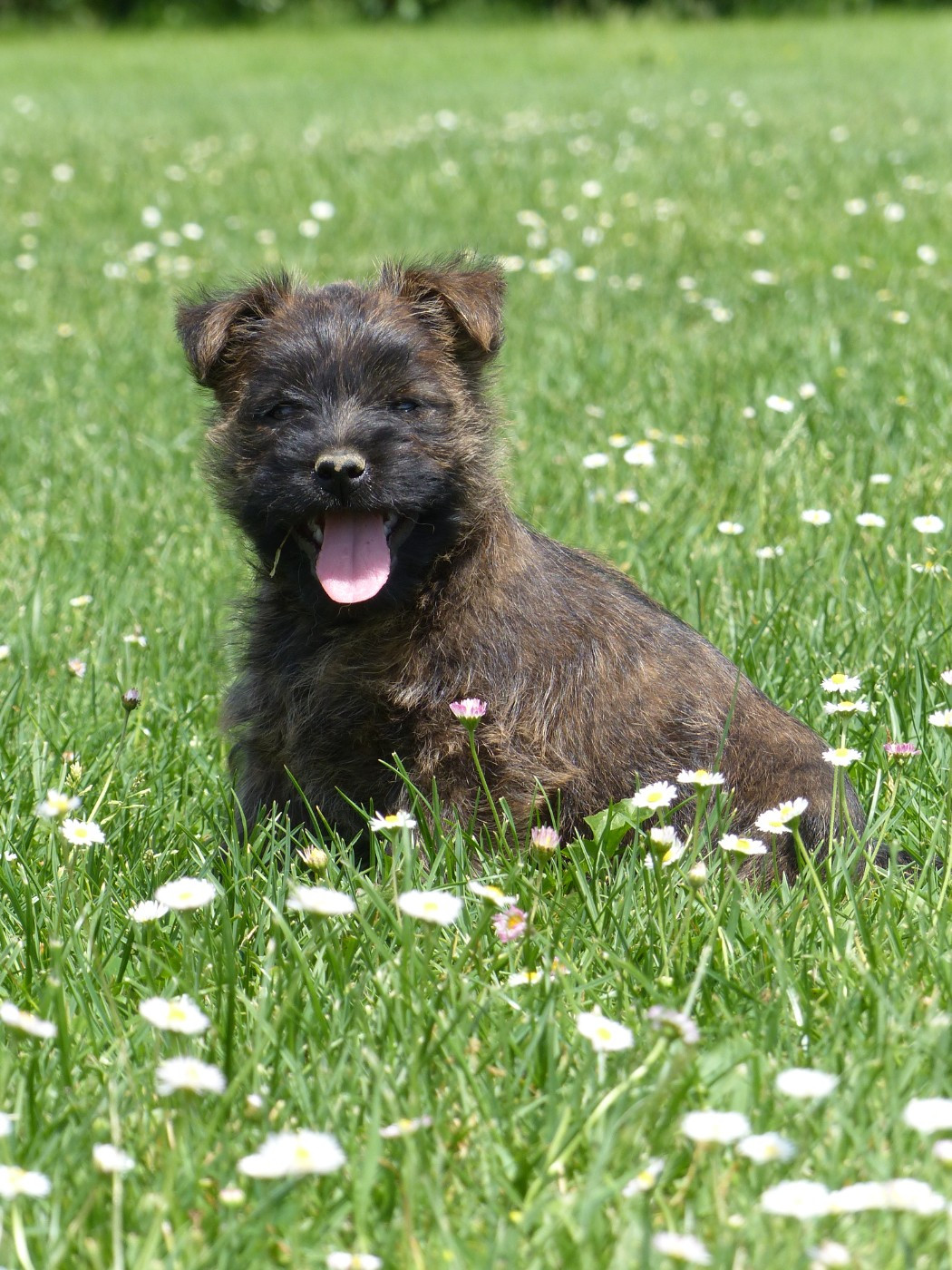 du Banc des Hermelles - Chiots disponibles - Cairn Terrier