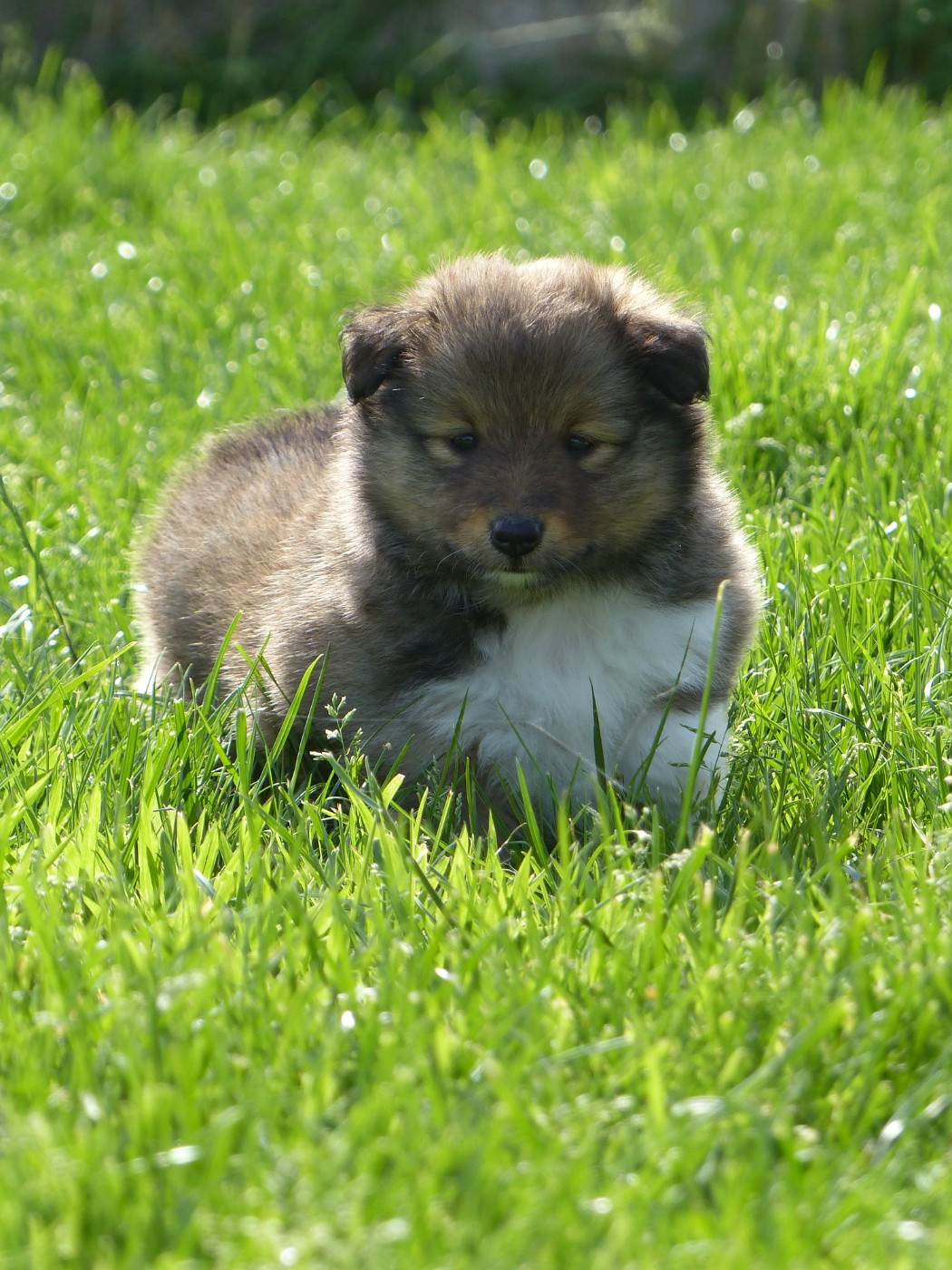du Banc des Hermelles - Chiots disponibles - Shetland Sheepdog